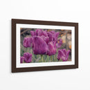 Susurro de Tulipanes Violetas - Carlos Franken | Cuadro decorativo de Canvas Lab