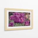 Susurro de Tulipanes Violetas - Carlos Franken | Cuadro decorativo de Canvas Lab