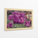 Susurro de Tulipanes Violetas - Carlos Franken | Cuadro decorativo de Canvas Lab