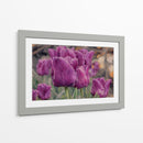 Susurro de Tulipanes Violetas - Carlos Franken | Cuadro decorativo de Canvas Lab