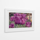 Susurro de Tulipanes Violetas - Carlos Franken | Cuadro decorativo de Canvas Lab