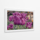 Susurro de Tulipanes Violetas - Carlos Franken | Cuadro decorativo de Canvas Lab
