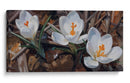 Floración de Crocus Blanco - Carlos Franken | Cuadro decorativo de Canvas Lab