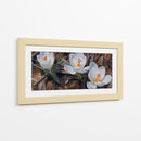 Floración de Crocus Blanco - Carlos Franken | Cuadro decorativo de Canvas Lab