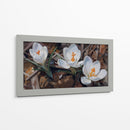 Floración de Crocus Blanco - Carlos Franken | Cuadro decorativo de Canvas Lab
