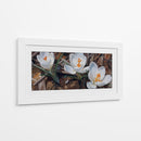 Floración de Crocus Blanco - Carlos Franken | Cuadro decorativo de Canvas Lab