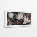 Floración de Crocus Blanco - Carlos Franken | Cuadro decorativo de Canvas Lab