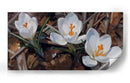 Floración de Crocus Blanco - Carlos Franken | Cuadro decorativo de Canvas Lab