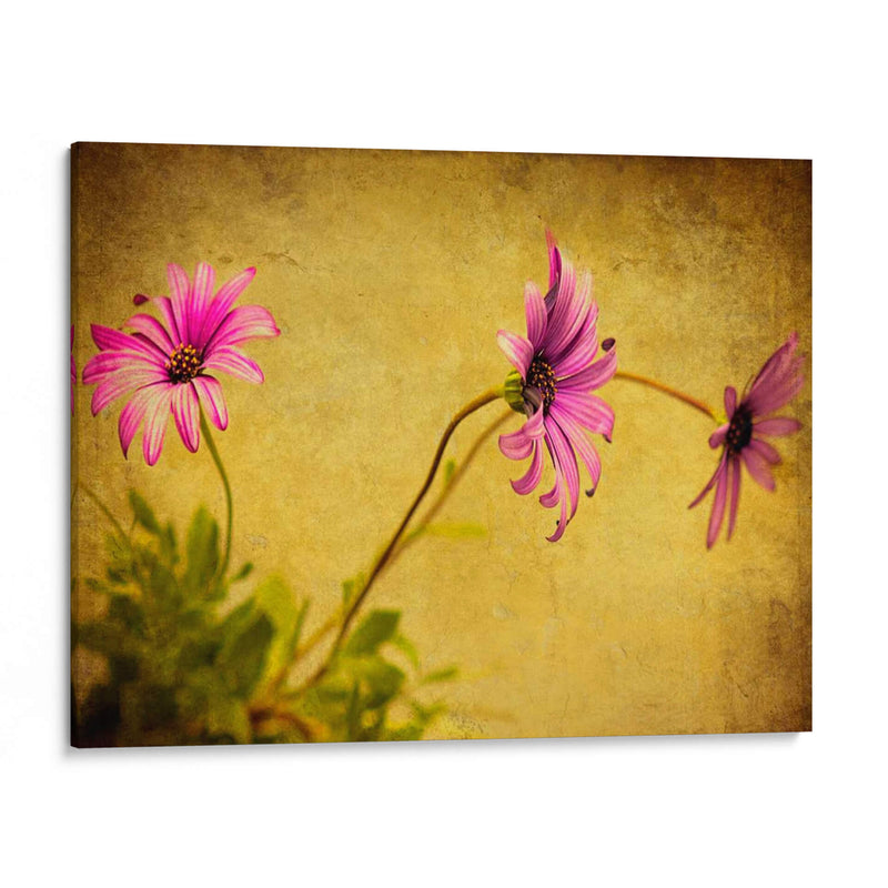 Fucsia Daisy I - Honey Malek | Cuadro decorativo de Canvas Lab