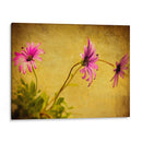 Fucsia Daisy I - Honey Malek | Cuadro decorativo de Canvas Lab