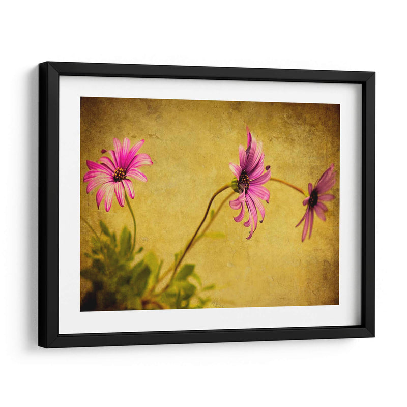 Fucsia Daisy I - Honey Malek | Cuadro decorativo de Canvas Lab