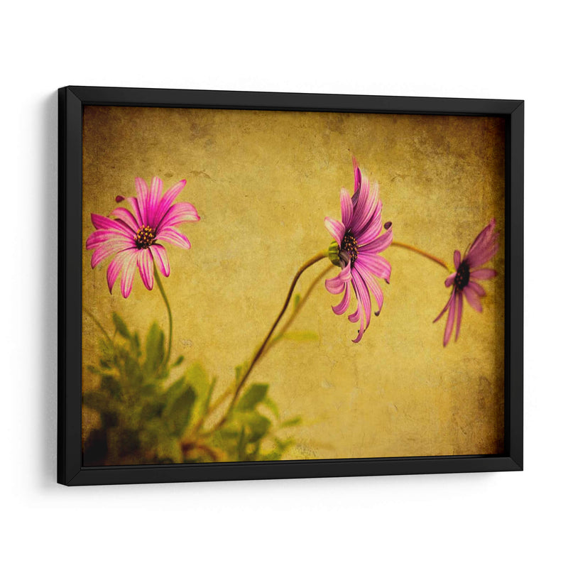 Fucsia Daisy I - Honey Malek | Cuadro decorativo de Canvas Lab