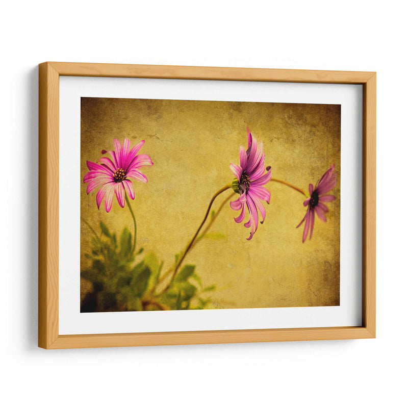 Fucsia Daisy I - Honey Malek | Cuadro decorativo de Canvas Lab