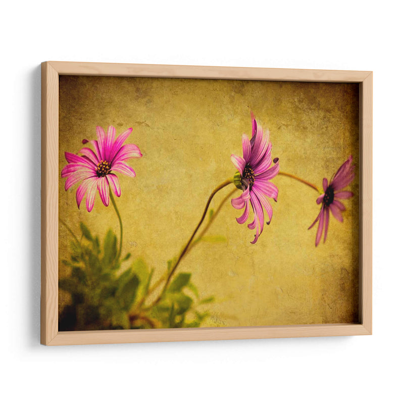 Fucsia Daisy I - Honey Malek | Cuadro decorativo de Canvas Lab