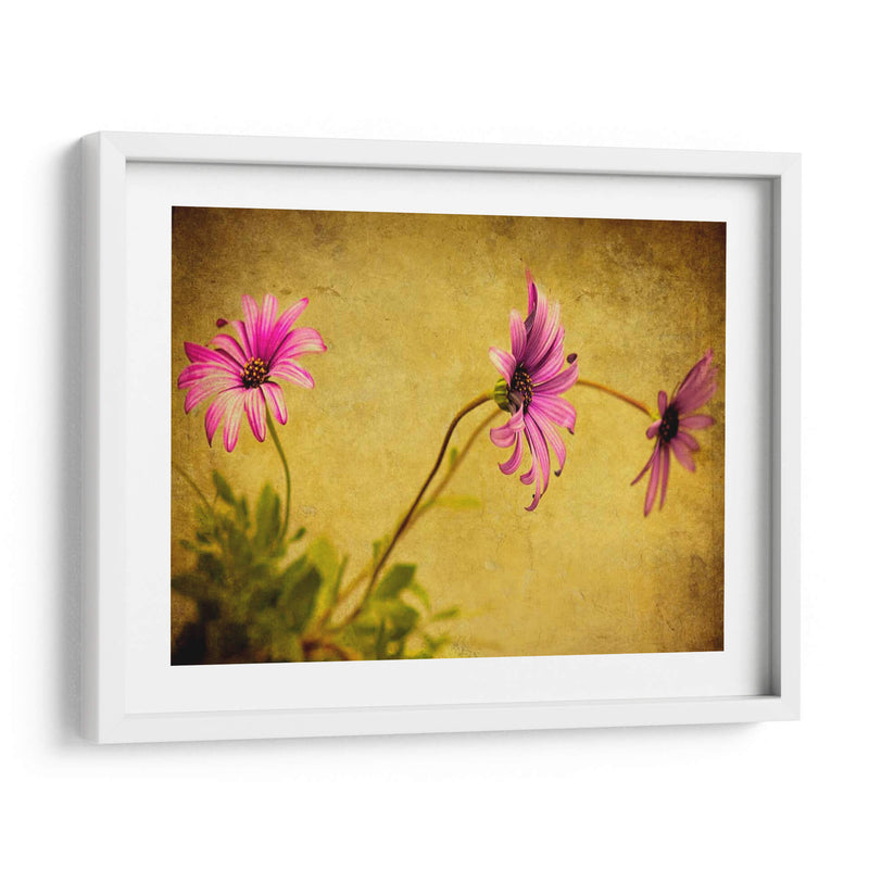 Fucsia Daisy I - Honey Malek | Cuadro decorativo de Canvas Lab