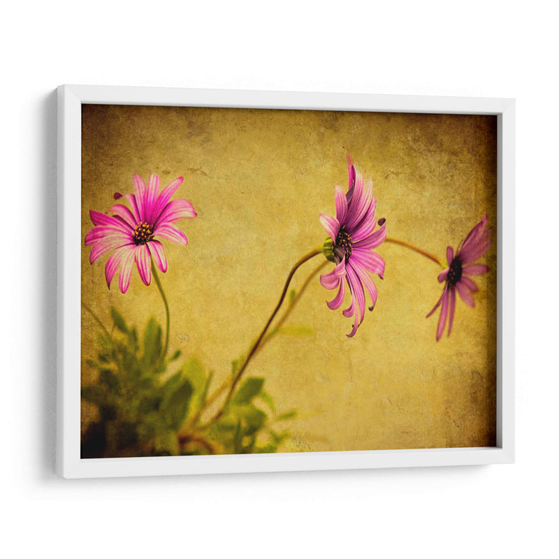 Fucsia Daisy I - Honey Malek | Cuadro decorativo de Canvas Lab