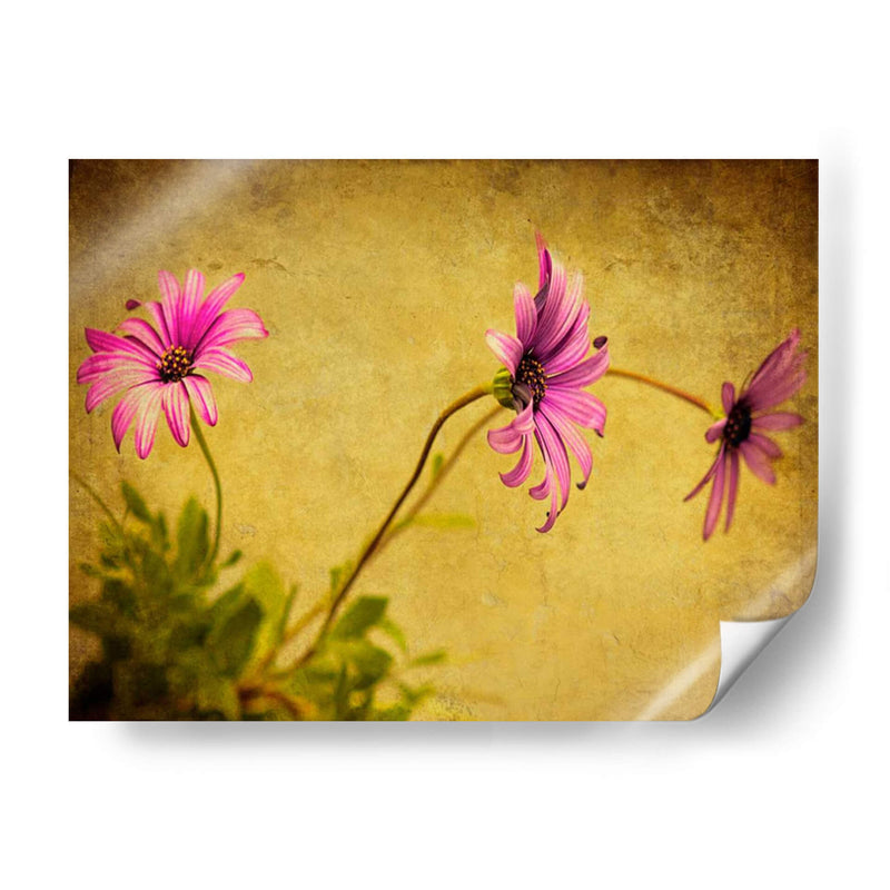 Fucsia Daisy I - Honey Malek | Cuadro decorativo de Canvas Lab