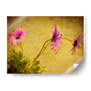 Fucsia Daisy I - Honey Malek | Cuadro decorativo de Canvas Lab