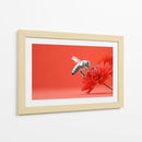 Contraste de abeja - DIEGO D L | Cuadro decorativo de Canvas Lab