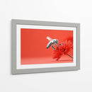 Contraste de abeja - DIEGO D L | Cuadro decorativo de Canvas Lab