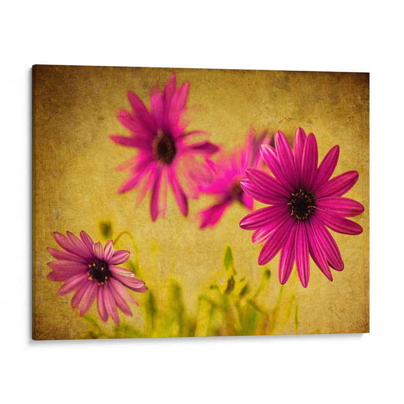 Fucsia Daisy Ii - Honey Malek | Cuadro decorativo de Canvas Lab