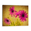 Fucsia Daisy Ii - Honey Malek | Cuadro decorativo de Canvas Lab