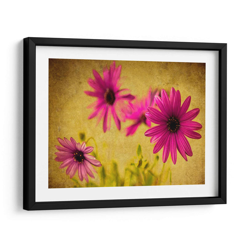 Fucsia Daisy Ii - Honey Malek | Cuadro decorativo de Canvas Lab