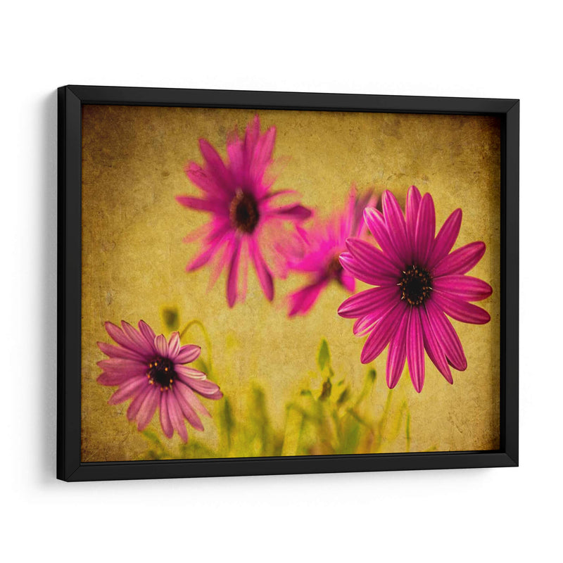 Fucsia Daisy Ii - Honey Malek | Cuadro decorativo de Canvas Lab