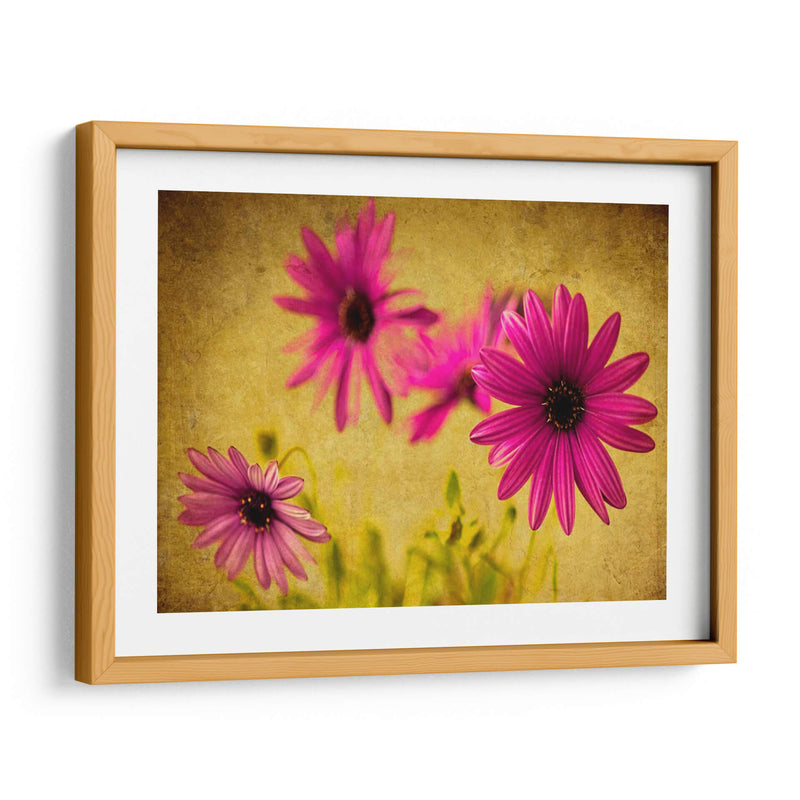 Fucsia Daisy Ii - Honey Malek | Cuadro decorativo de Canvas Lab