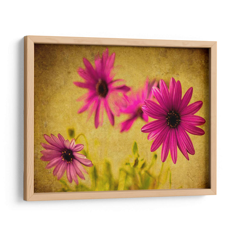 Fucsia Daisy Ii - Honey Malek | Cuadro decorativo de Canvas Lab