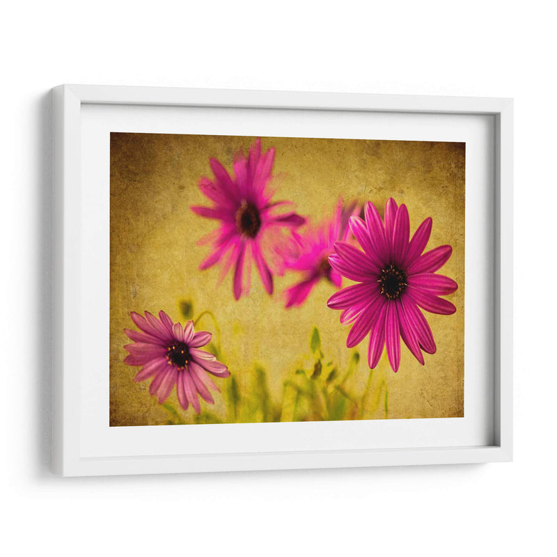 Fucsia Daisy Ii - Honey Malek | Cuadro decorativo de Canvas Lab