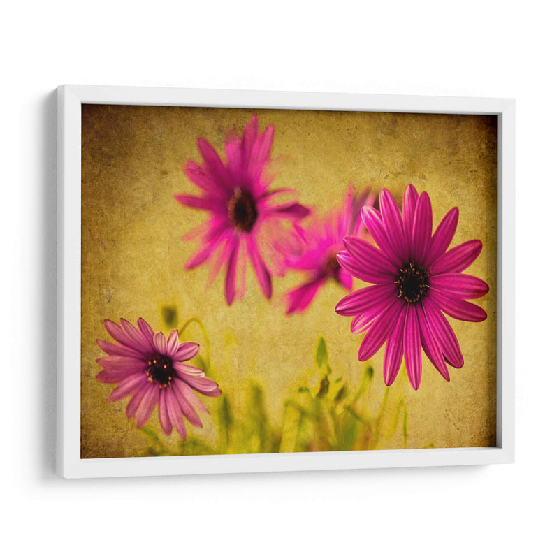 Fucsia Daisy Ii - Honey Malek | Cuadro decorativo de Canvas Lab