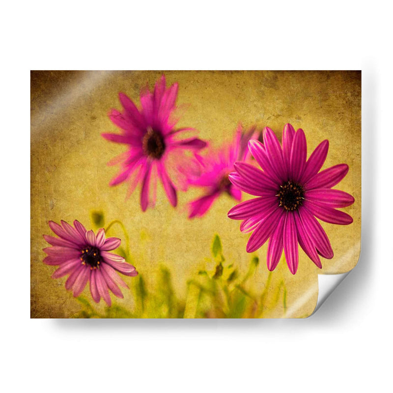 Fucsia Daisy Ii - Honey Malek | Cuadro decorativo de Canvas Lab