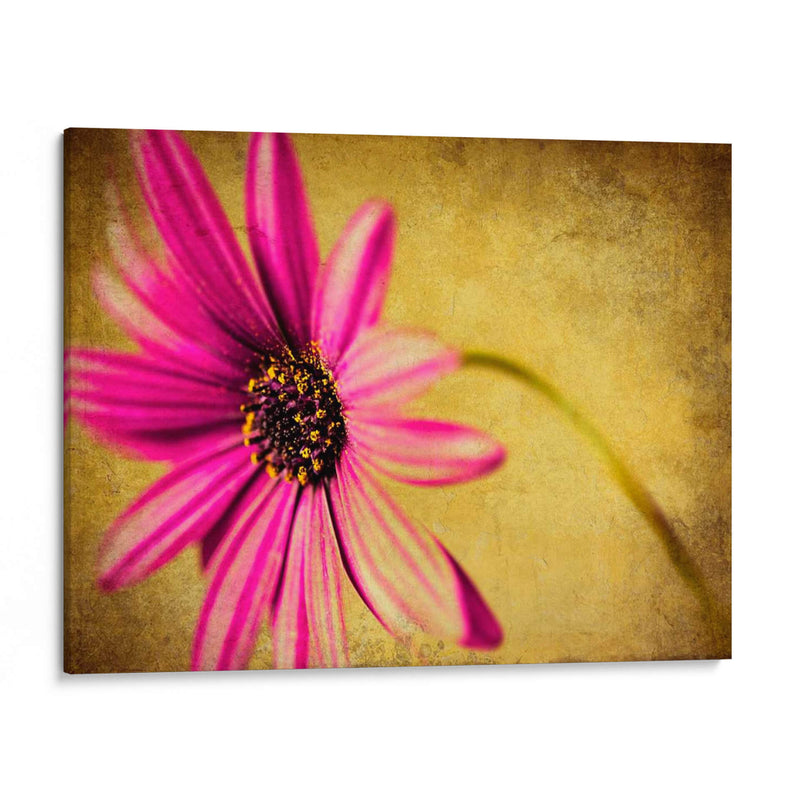 Fucsia Daisy Iii - Honey Malek | Cuadro decorativo de Canvas Lab