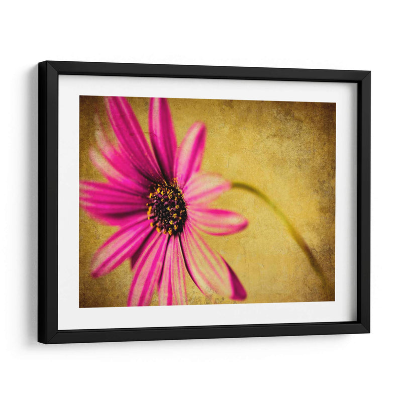 Fucsia Daisy Iii - Honey Malek | Cuadro decorativo de Canvas Lab