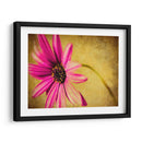 Fucsia Daisy Iii - Honey Malek | Cuadro decorativo de Canvas Lab