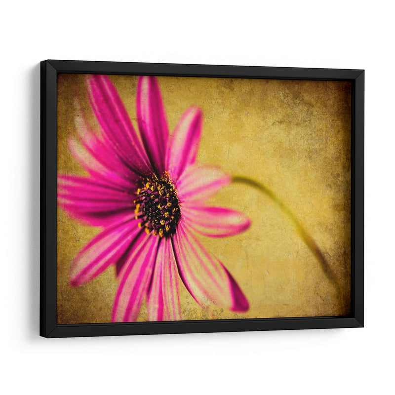 Fucsia Daisy Iii - Honey Malek | Cuadro decorativo de Canvas Lab