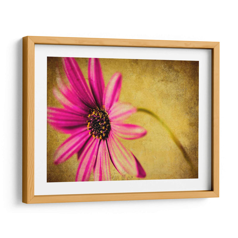 Fucsia Daisy Iii - Honey Malek | Cuadro decorativo de Canvas Lab