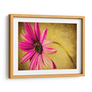 Fucsia Daisy Iii - Honey Malek | Cuadro decorativo de Canvas Lab