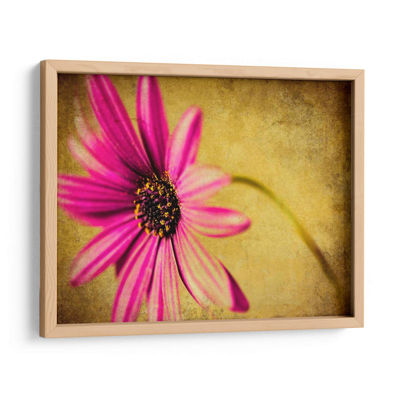 Fucsia Daisy Iii - Honey Malek | Cuadro decorativo de Canvas Lab