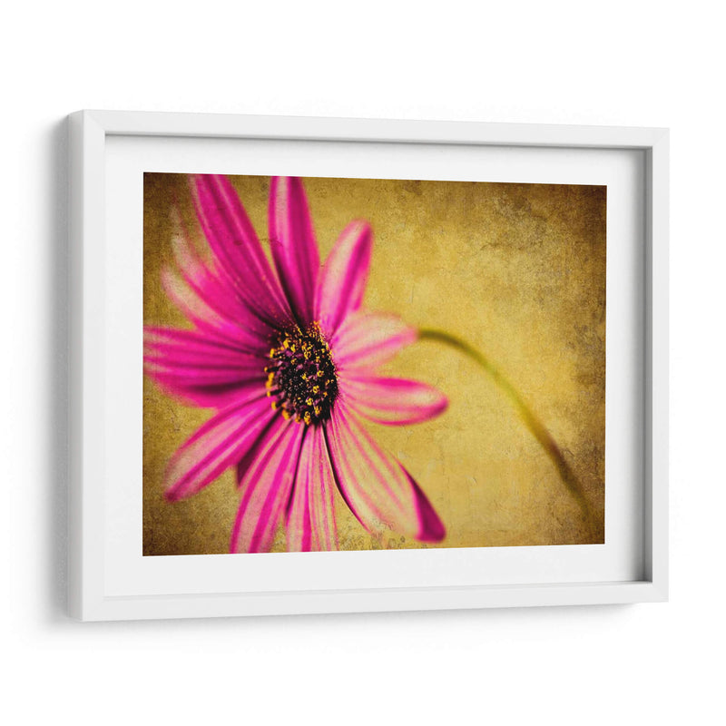 Fucsia Daisy Iii - Honey Malek | Cuadro decorativo de Canvas Lab