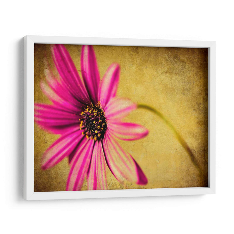 Fucsia Daisy Iii - Honey Malek | Cuadro decorativo de Canvas Lab