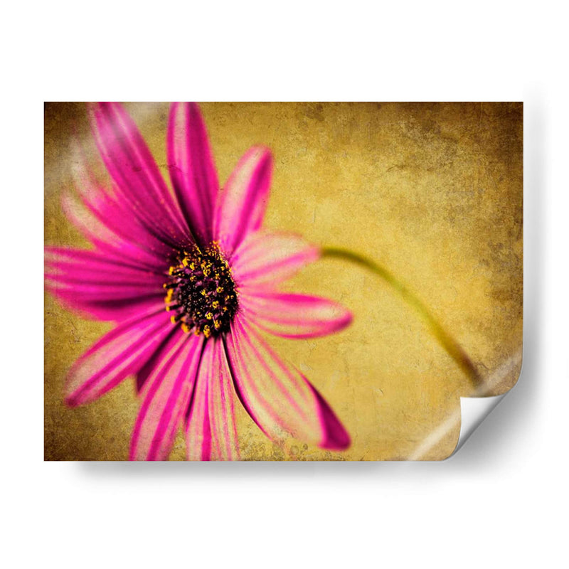 Fucsia Daisy Iii - Honey Malek | Cuadro decorativo de Canvas Lab