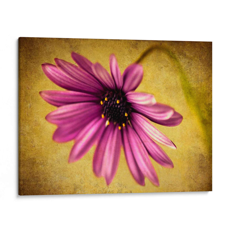 Fucsia Daisy Iv - Honey Malek | Cuadro decorativo de Canvas Lab