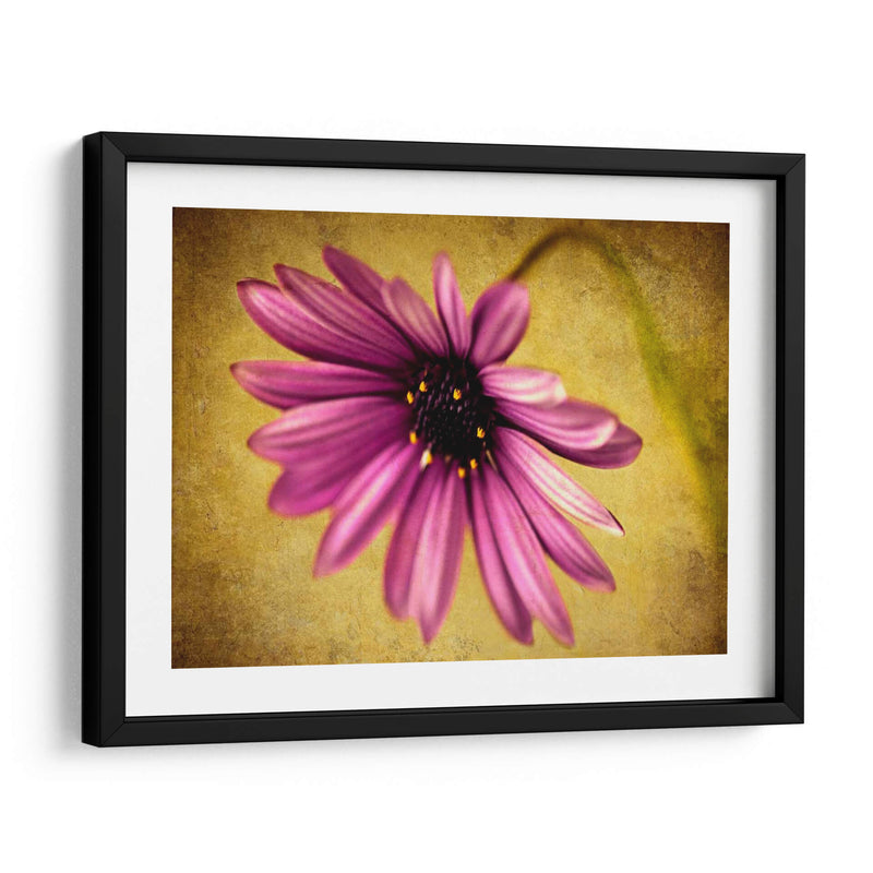 Fucsia Daisy Iv - Honey Malek | Cuadro decorativo de Canvas Lab