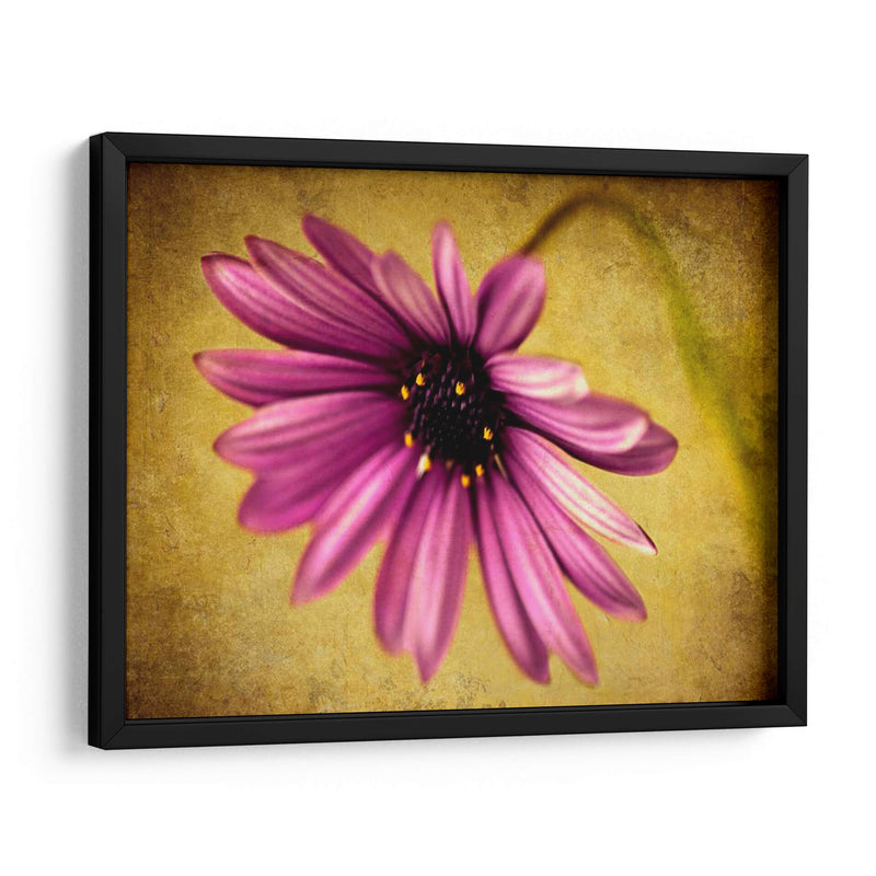 Fucsia Daisy Iv - Honey Malek | Cuadro decorativo de Canvas Lab