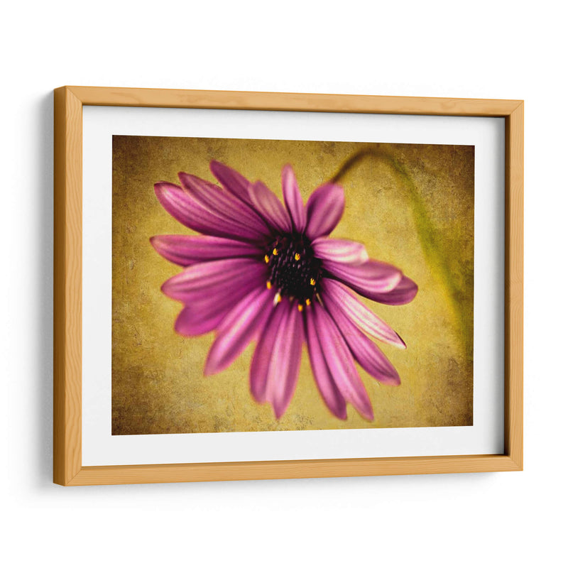 Fucsia Daisy Iv - Honey Malek | Cuadro decorativo de Canvas Lab