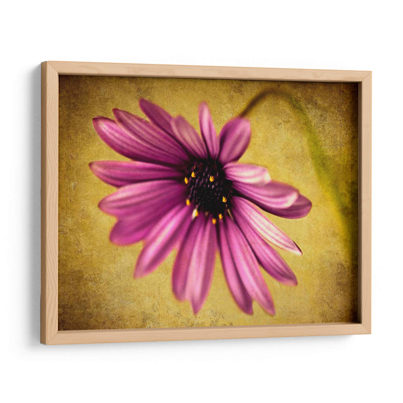 Fucsia Daisy Iv - Honey Malek | Cuadro decorativo de Canvas Lab