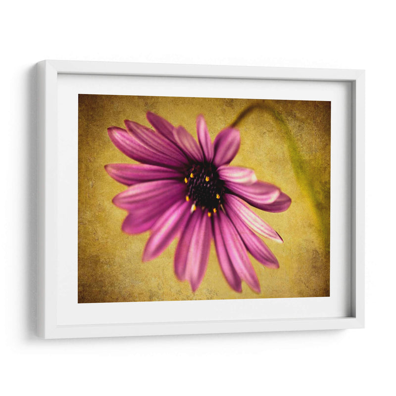 Fucsia Daisy Iv - Honey Malek | Cuadro decorativo de Canvas Lab