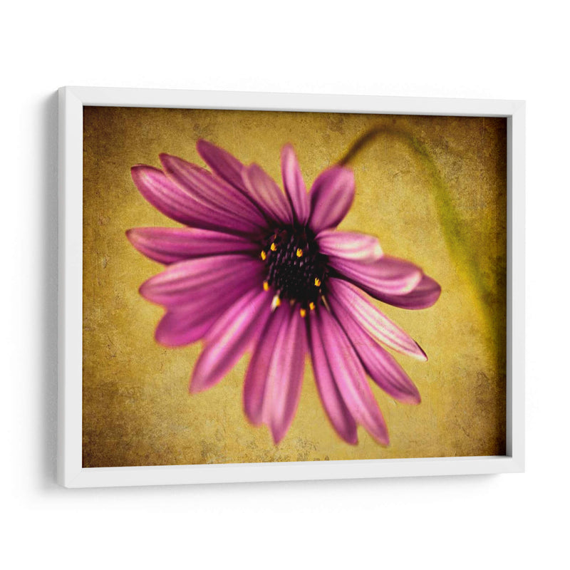 Fucsia Daisy Iv - Honey Malek | Cuadro decorativo de Canvas Lab